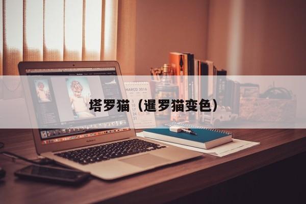 塔罗猫（暹罗猫变色）
